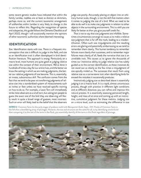 Terns of North America A Photographic Guide -  Cameron Cox 2023